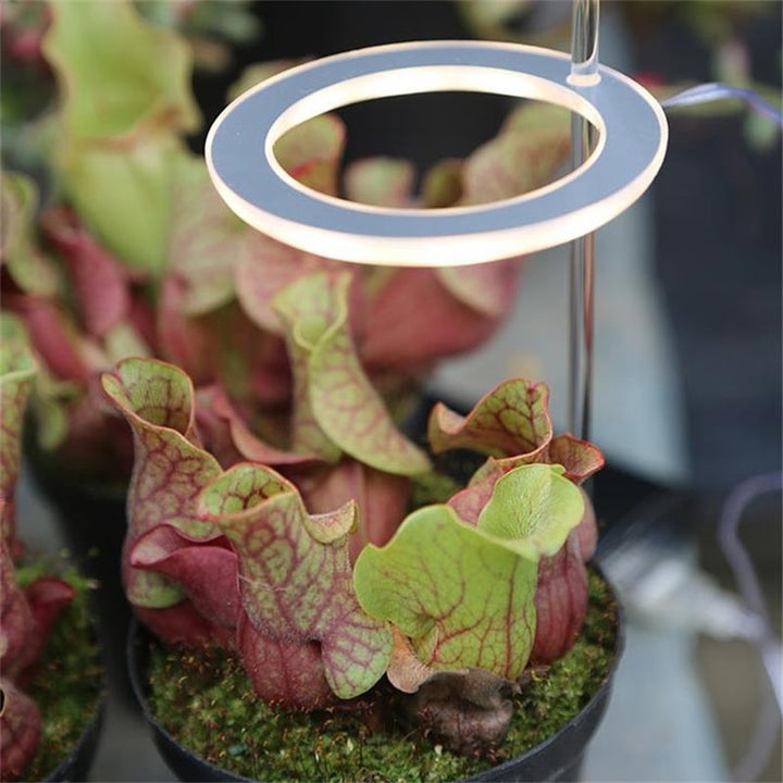 LED Grow Grow Fight teljes spektrum Phyto Grow Lámpa USB Phyto Lámpa növények növekedése Beltéri növények számára